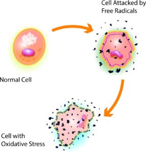 How to counteract free radical damage in the body